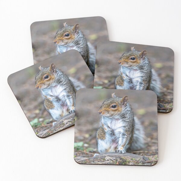 Item preview, Eastern grey squirrel (Sciurus carolinensis)   designed and sold by Stephen Jarman.
