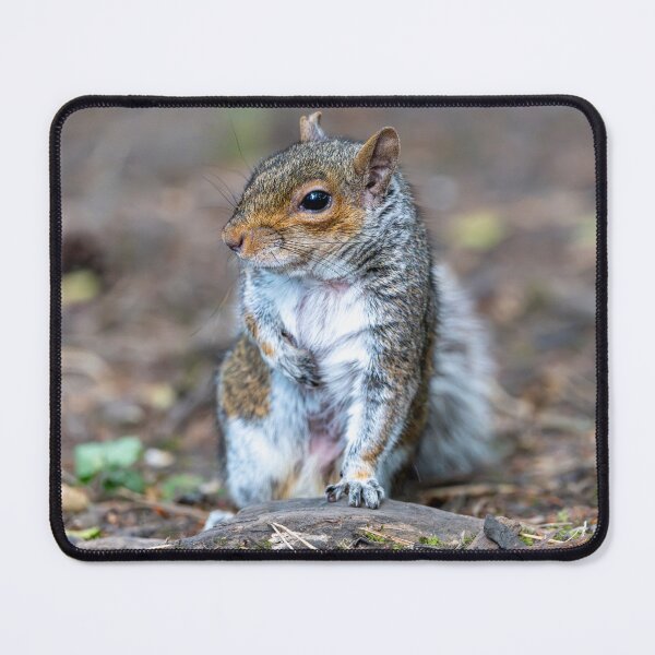 Item preview, Eastern grey squirrel (Sciurus carolinensis)   designed and sold by Stephen Jarman.