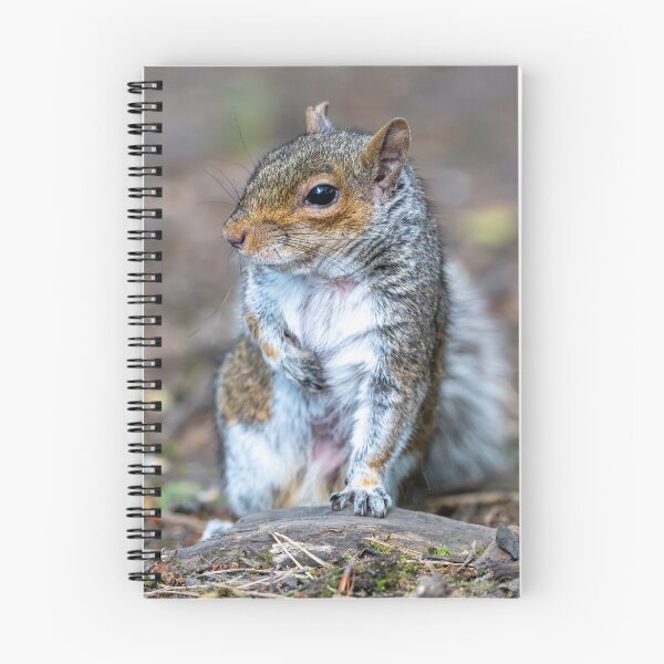 Item preview, Eastern grey squirrel (Sciurus carolinensis)   designed and sold by Stephen Jarman.