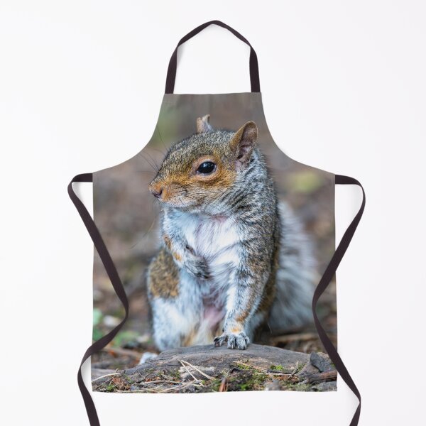 Item preview, Eastern grey squirrel (Sciurus carolinensis)   designed and sold by Stephen Jarman.