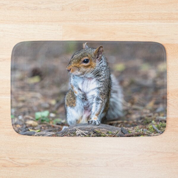 Item preview, Eastern grey squirrel (Sciurus carolinensis)   designed and sold by Stephen Jarman.