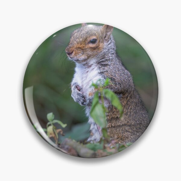 Item preview, Eastern grey squirrel (Sciurus carolinensis)   designed and sold by Stephen Jarman.