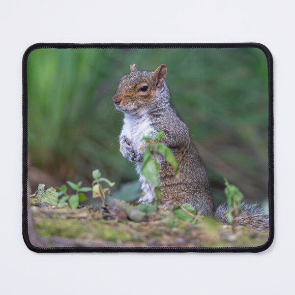 Item preview, Eastern grey squirrel (Sciurus carolinensis)   designed and sold by Stephen Jarman.