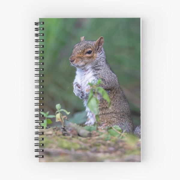 Item preview, Eastern grey squirrel (Sciurus carolinensis)   designed and sold by Stephen Jarman.