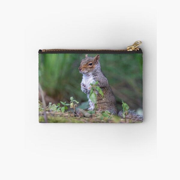 Item preview, Eastern grey squirrel (Sciurus carolinensis)   designed and sold by Stephen Jarman.