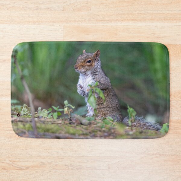 Item preview, Eastern grey squirrel (Sciurus carolinensis)   designed and sold by Stephen Jarman.