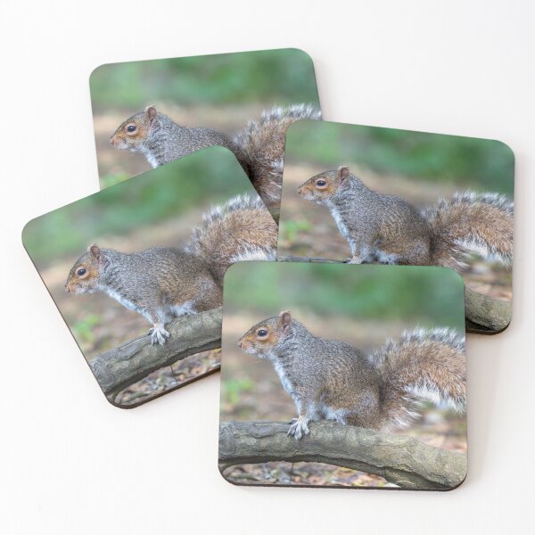 Item preview, Eastern grey squirrel (Sciurus carolinensis)   designed and sold by Stephen Jarman.