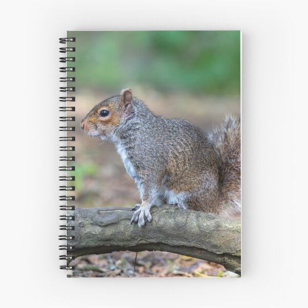 Aperçu de l'œuvre Écureuil gris de l'Est (Sciurus carolinensis) créée et vendue par Stephen Jarman.