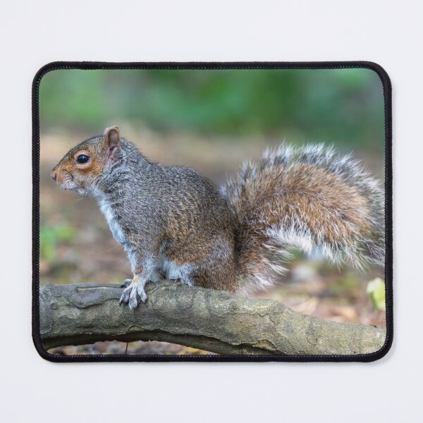 Item preview, Eastern grey squirrel (Sciurus carolinensis)   designed and sold by Stephen Jarman.