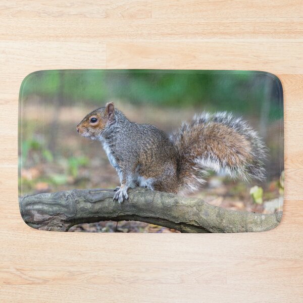 Item preview, Eastern grey squirrel (Sciurus carolinensis)   designed and sold by Stephen Jarman.