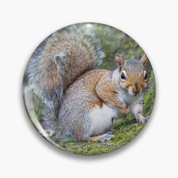 Item preview, Eastern grey squirrel (Sciurus carolinensis)   designed and sold by Stephen Jarman.