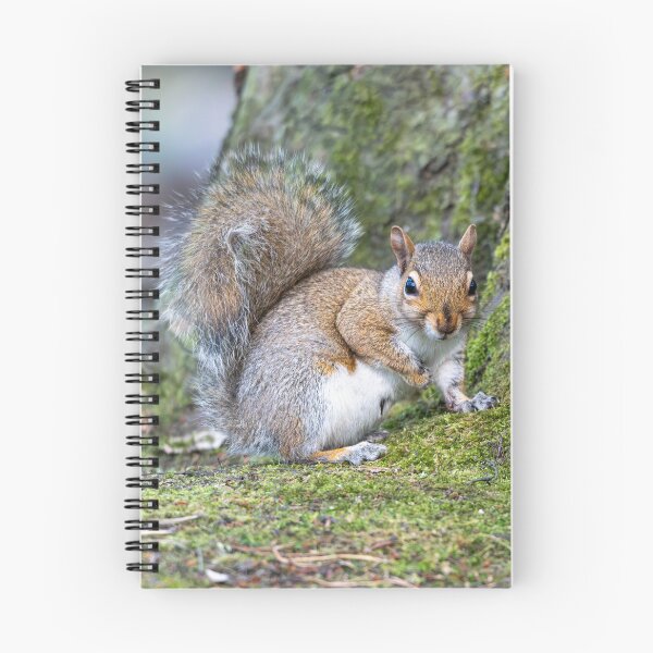 Item preview, Eastern grey squirrel (Sciurus carolinensis)   designed and sold by Stephen Jarman.