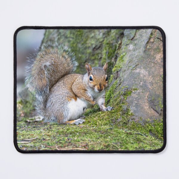 Item preview, Eastern grey squirrel (Sciurus carolinensis)   designed and sold by Stephen Jarman.