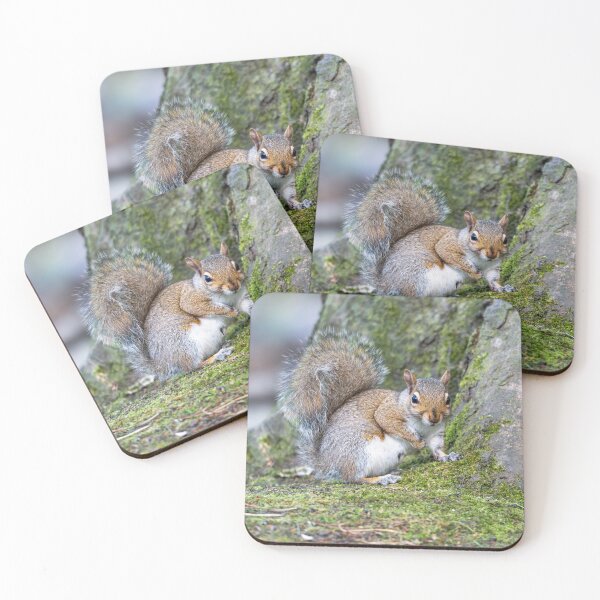 Item preview, Eastern grey squirrel (Sciurus carolinensis)   designed and sold by Stephen Jarman.