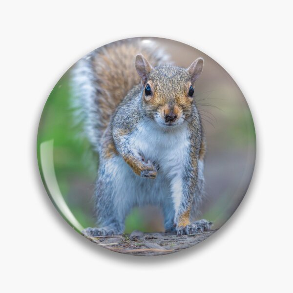Item preview, Eastern grey squirrel (Sciurus carolinensis)    designed and sold by Stephen Jarman.