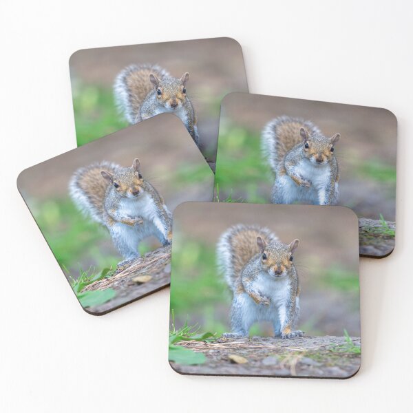 Item preview, Eastern grey squirrel (Sciurus carolinensis)    designed and sold by Stephen Jarman.
