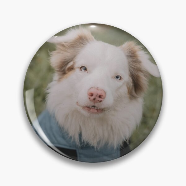 Artikelvorschau, Süßer roter Merle Australian Shepherd Welpe entworfen und verkauft von VanGaldo.