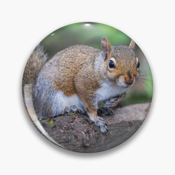 Item preview, Eastern grey squirrel (Sciurus carolinensis)   designed and sold by Stephen Jarman.