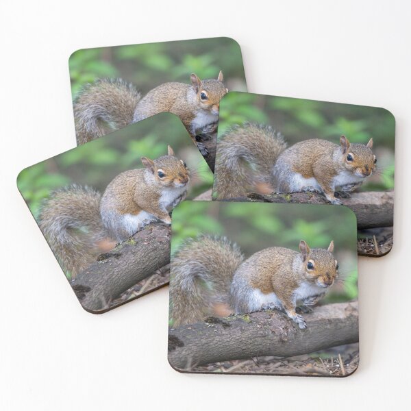 Item preview, Eastern grey squirrel (Sciurus carolinensis)   designed and sold by Stephen Jarman.