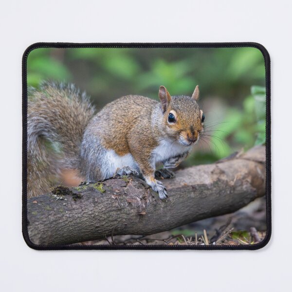 Item preview, Eastern grey squirrel (Sciurus carolinensis) designed and sold by Stephen Jarman.
