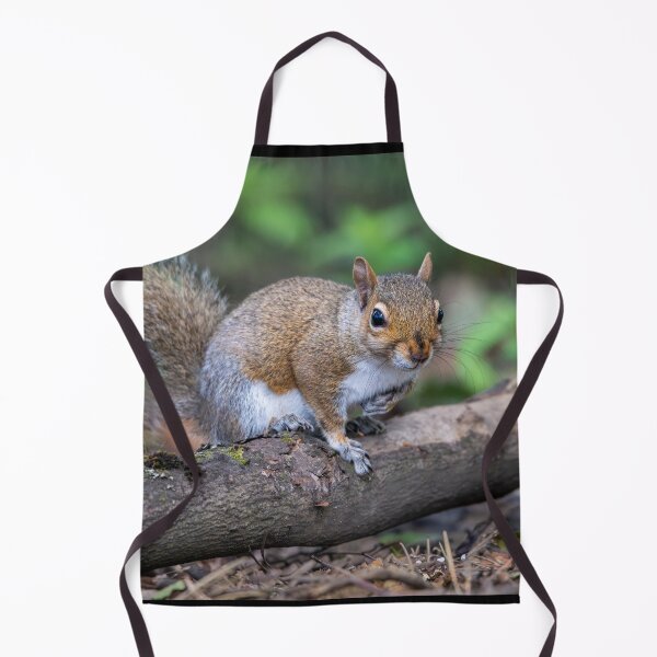 Item preview, Eastern grey squirrel (Sciurus carolinensis) designed and sold by Stephen Jarman.