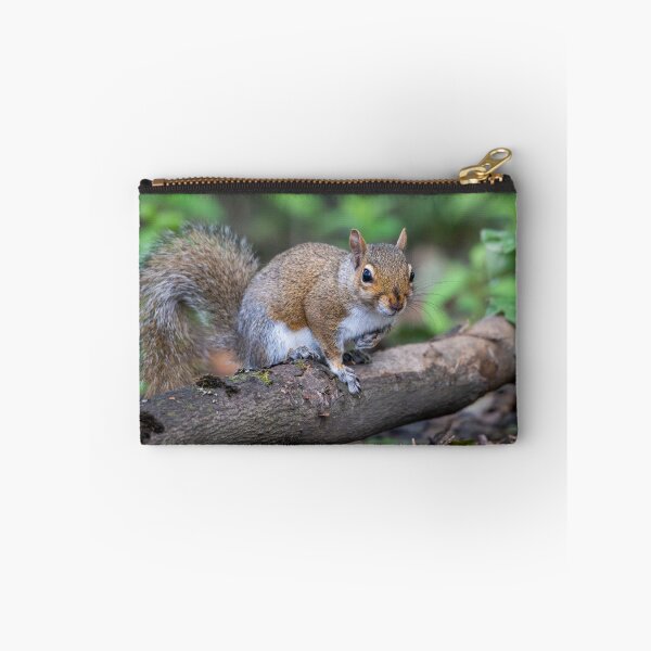 Item preview, Eastern grey squirrel (Sciurus carolinensis)   designed and sold by Stephen Jarman.