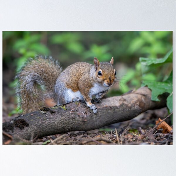 Aperçu de l'œuvre Écureuil gris de l'Est (Sciurus carolinensis) créée et vendue par Stephen Jarman.