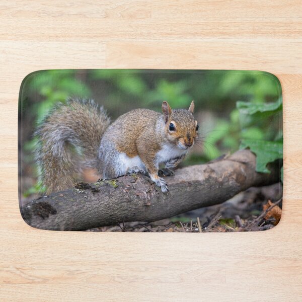 Item preview, Eastern grey squirrel (Sciurus carolinensis)   designed and sold by Stephen Jarman.