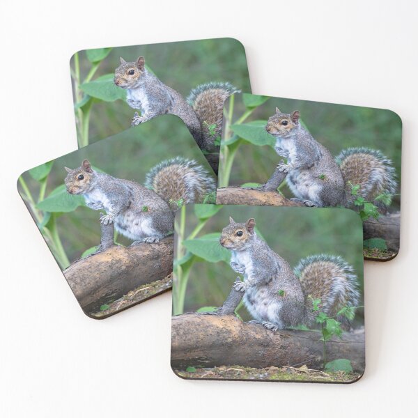 Item preview, Eastern grey squirrel (Sciurus carolinensis)    designed and sold by Stephen Jarman.