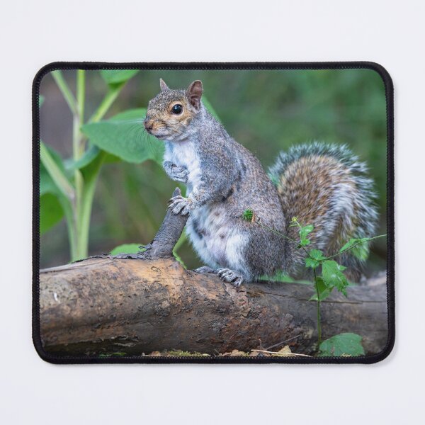 Item preview, Eastern grey squirrel (Sciurus carolinensis) designed and sold by Stephen Jarman.