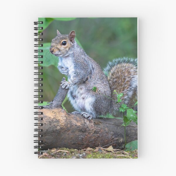 Item preview, Eastern grey squirrel (Sciurus carolinensis)    designed and sold by Stephen Jarman.