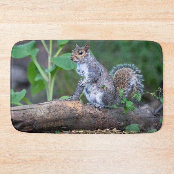 Item preview, Eastern grey squirrel (Sciurus carolinensis)    designed and sold by Stephen Jarman.
