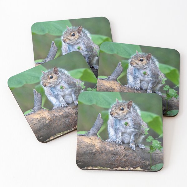 Item preview, Eastern grey squirrel (Sciurus carolinensis)   designed and sold by Stephen Jarman.