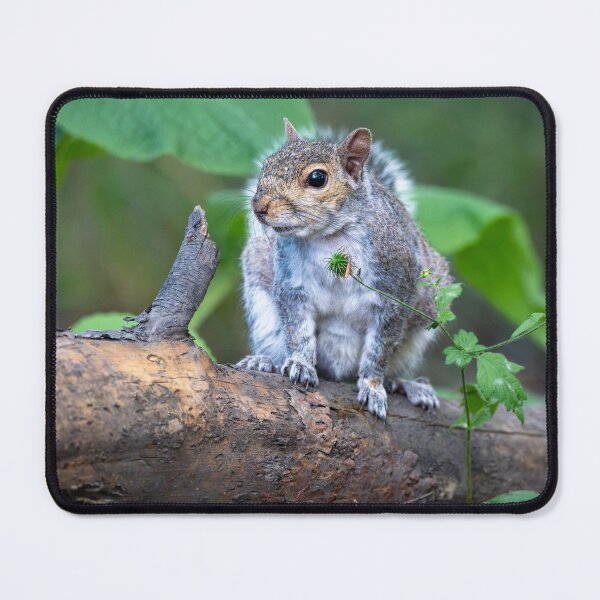 Item preview, Eastern grey squirrel (Sciurus carolinensis)   designed and sold by Stephen Jarman.
