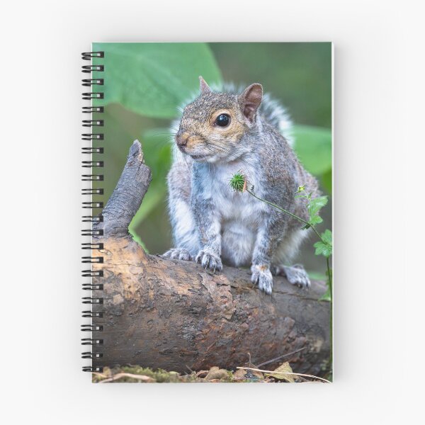 Item preview, Eastern grey squirrel (Sciurus carolinensis)   designed and sold by Stephen Jarman.