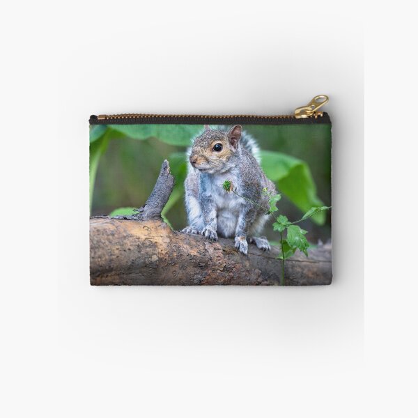 Item preview, Eastern grey squirrel (Sciurus carolinensis)   designed and sold by Stephen Jarman.