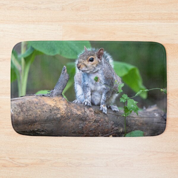 Item preview, Eastern grey squirrel (Sciurus carolinensis)   designed and sold by Stephen Jarman.