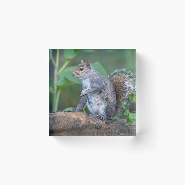 Item preview, Eastern grey squirrel (Sciurus carolinensis)    designed and sold by Stephen Jarman.