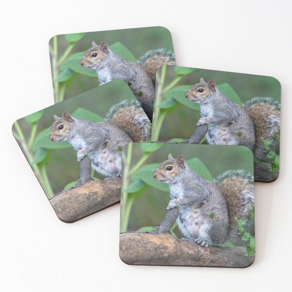 Item preview, Eastern grey squirrel (Sciurus carolinensis)    designed and sold by Stephen Jarman.