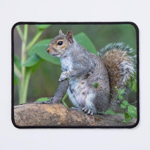 Item preview, Eastern grey squirrel (Sciurus carolinensis) designed and sold by Stephen Jarman.