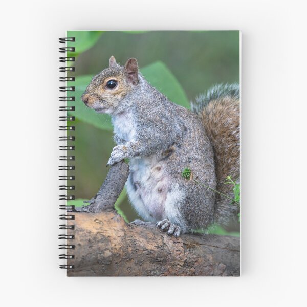 Item preview, Eastern grey squirrel (Sciurus carolinensis)    designed and sold by Stephen Jarman.