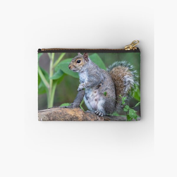 Item preview, Eastern grey squirrel (Sciurus carolinensis)    designed and sold by Stephen Jarman.