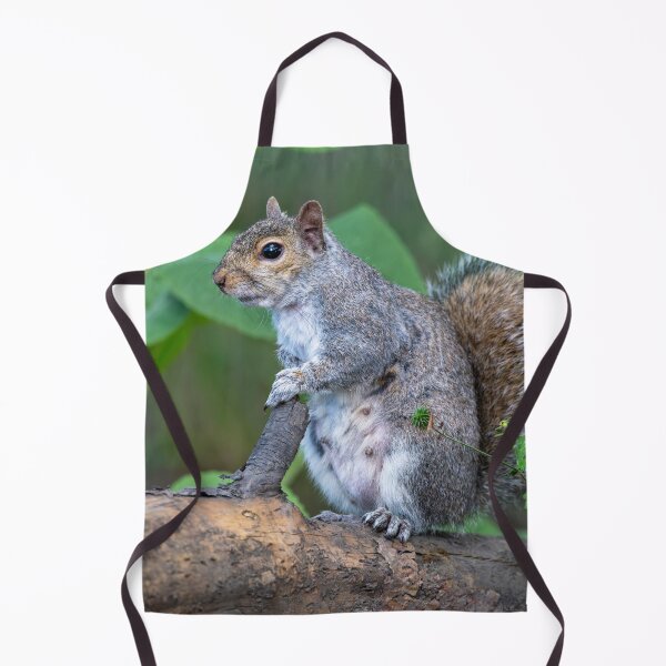 Item preview, Eastern grey squirrel (Sciurus carolinensis) designed and sold by Stephen Jarman.