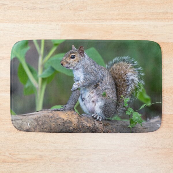 Item preview, Eastern grey squirrel (Sciurus carolinensis)    designed and sold by Stephen Jarman.