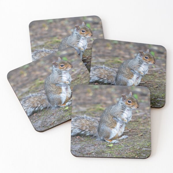 Item preview, Eastern grey squirrel (Sciurus carolinensis)   designed and sold by Stephen Jarman.