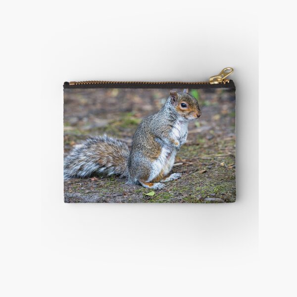 Item preview, Eastern grey squirrel (Sciurus carolinensis)   designed and sold by Stephen Jarman.