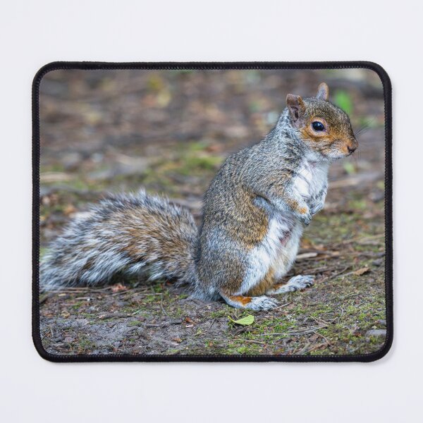 Item preview, Eastern grey squirrel (Sciurus carolinensis)   designed and sold by Stephen Jarman.