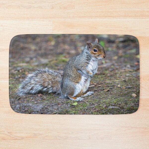 Item preview, Eastern grey squirrel (Sciurus carolinensis)   designed and sold by Stephen Jarman.