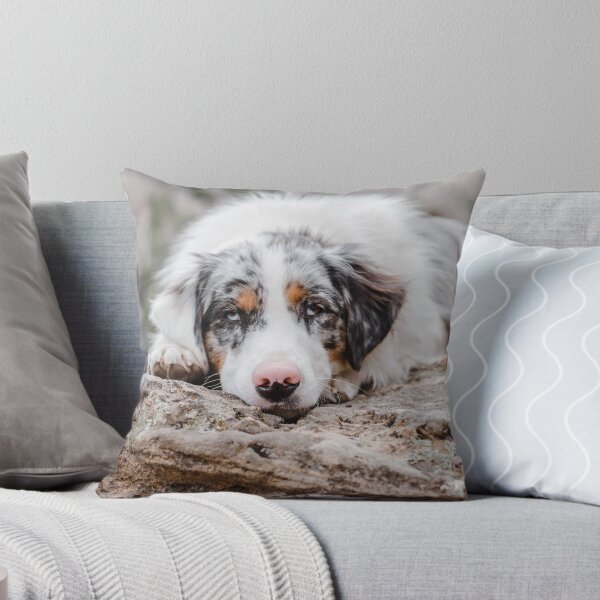 Item preview, Cute Aussie Shepherd Lying On Rock designed and sold by VanGaldo.
