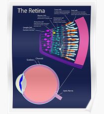 The Retina Poster